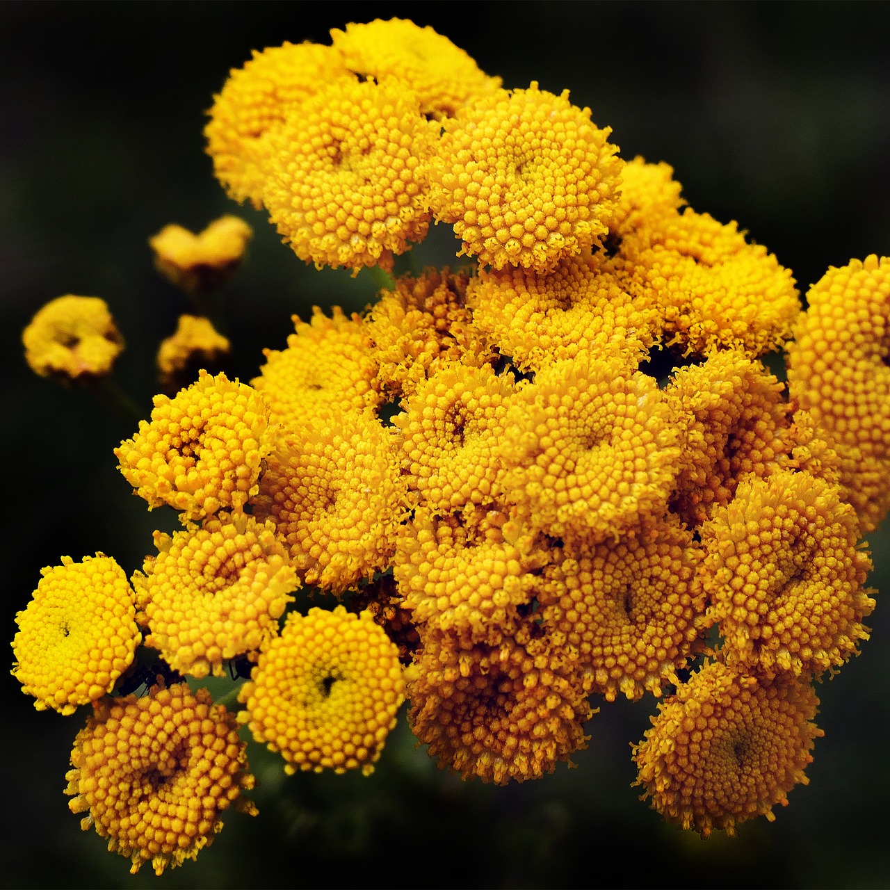 Image - tansy flowers heilpfanze