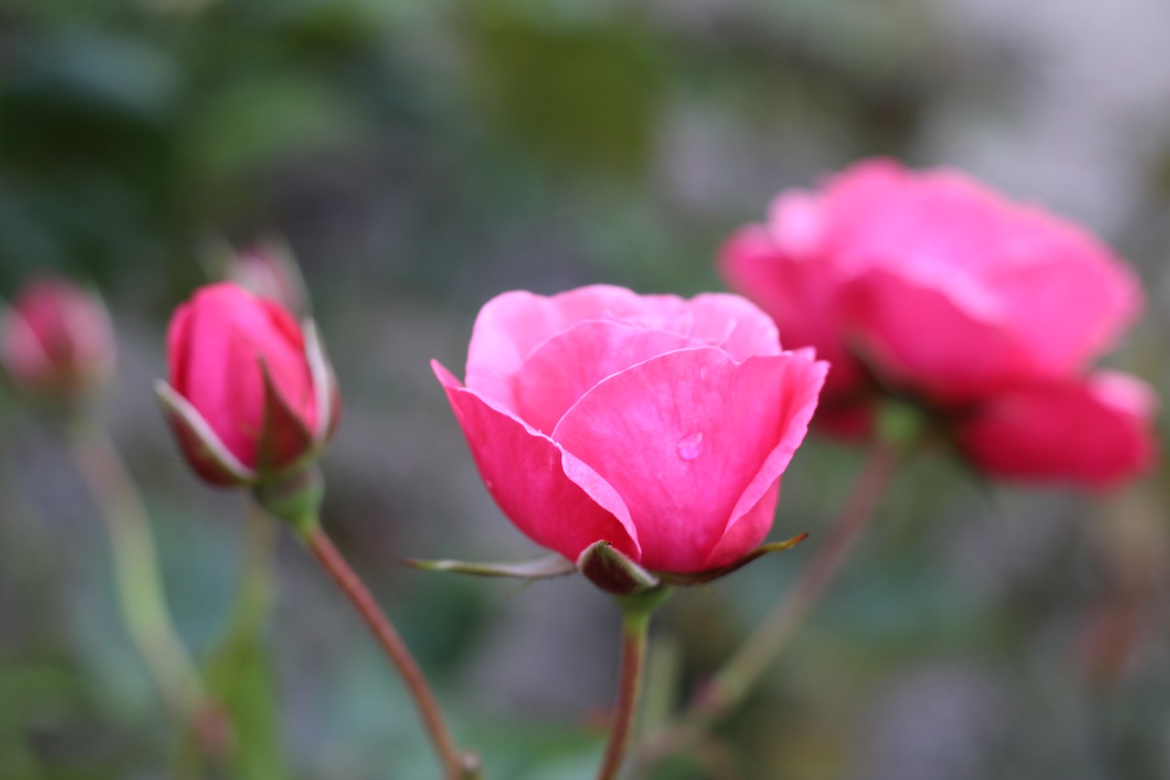 Image - roses pink garden romance flower