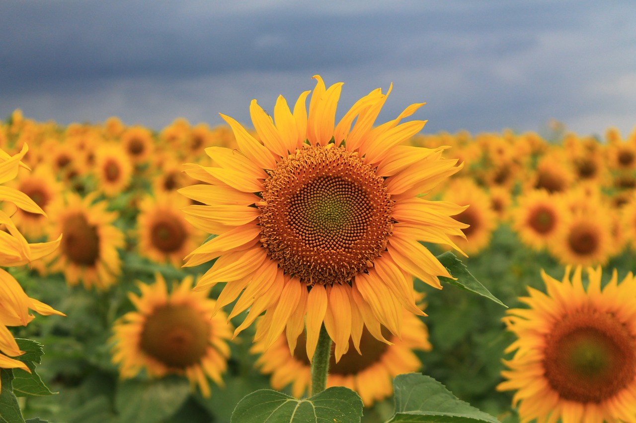 Image - sunflower summer seed field yellow