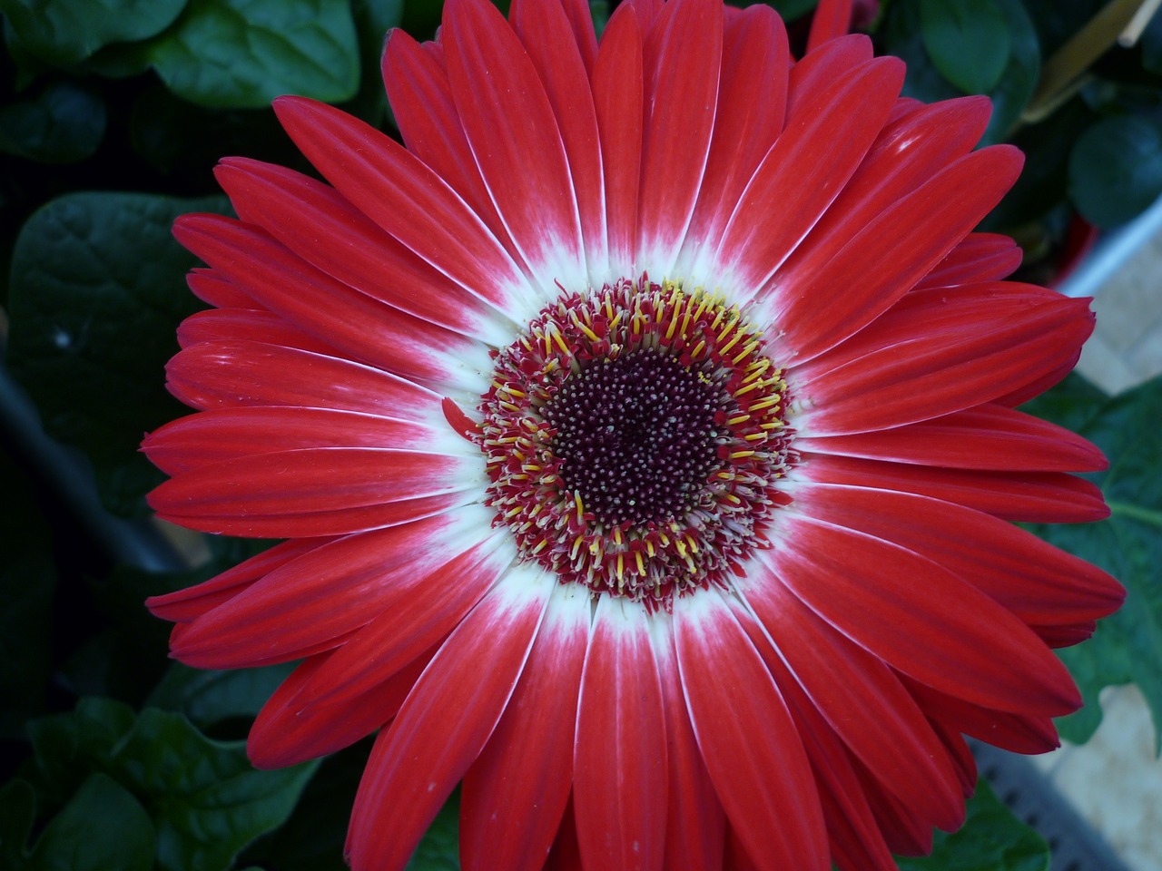 Image - flower sun hat nature beautiful