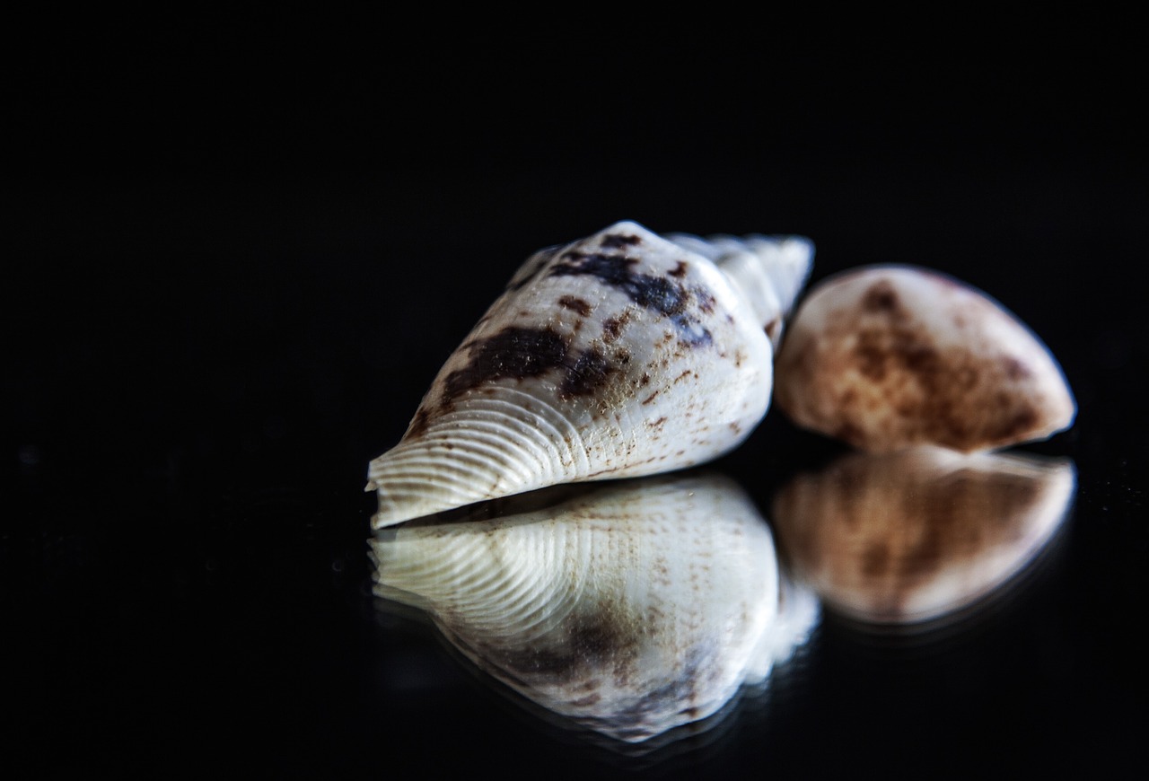 Image - mirroring shell still life