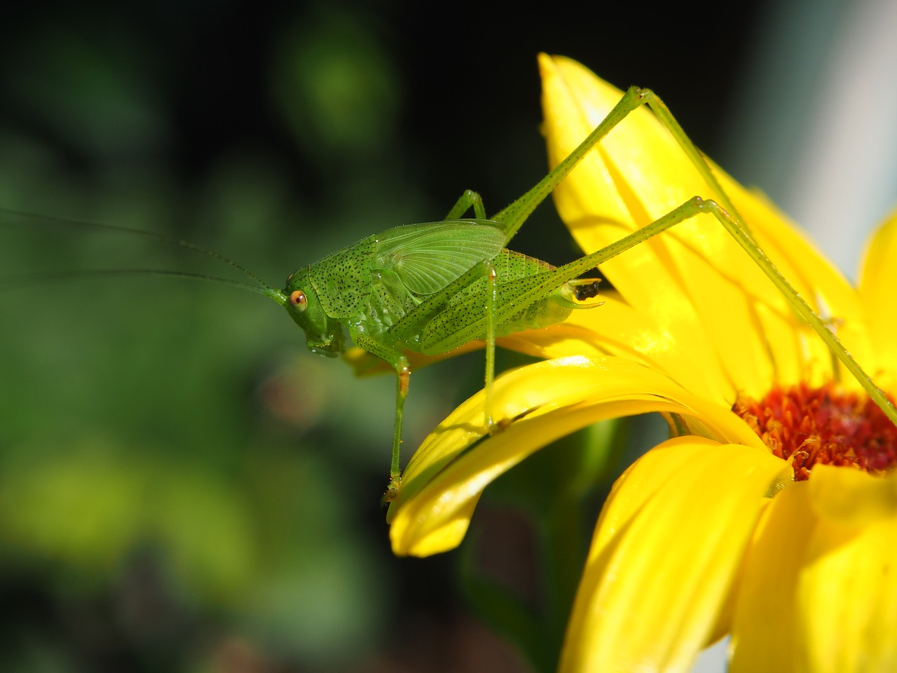 Image - grasshopper blossom bloom yellow