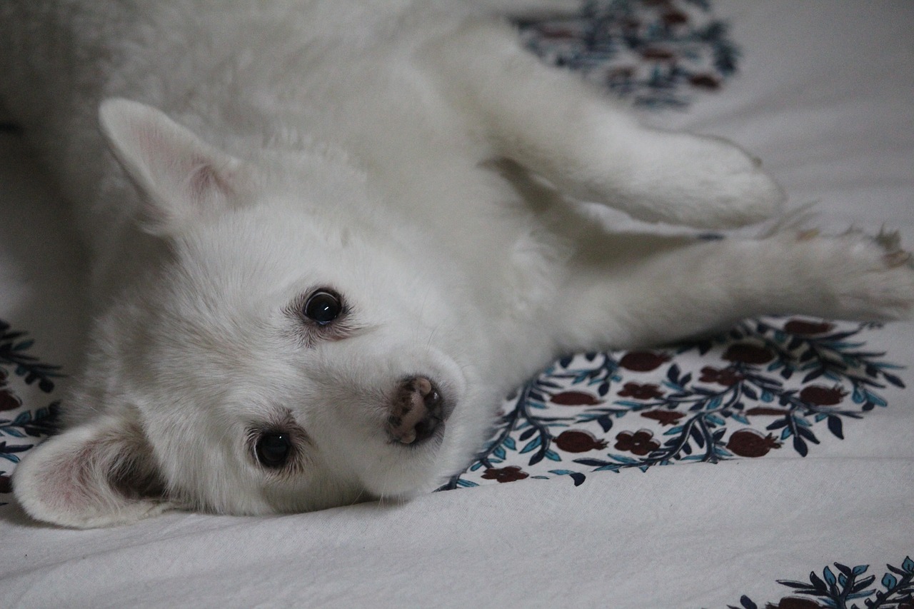 Image - japanese spitz canis lupus familiaris