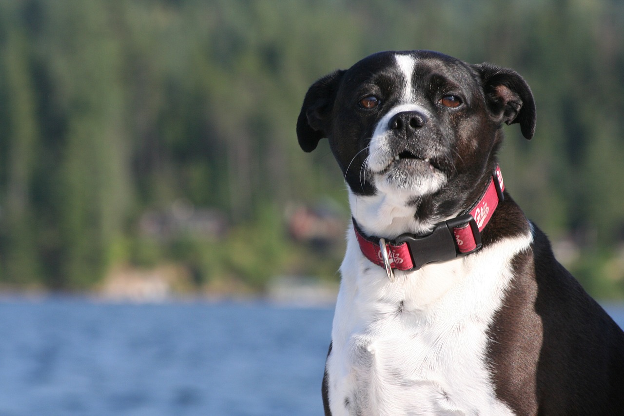 Image - dog lake ride boating summer fun