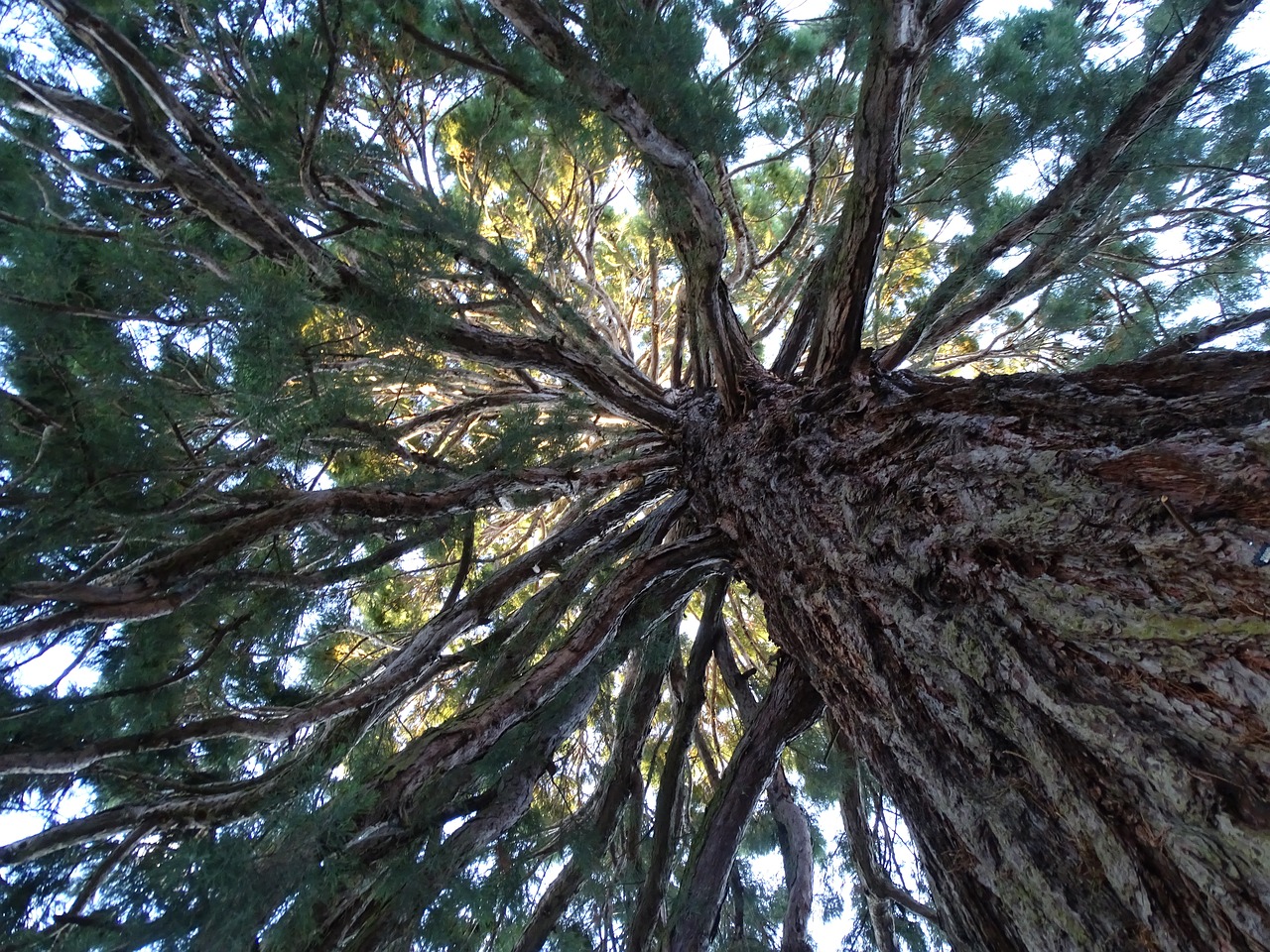 Image - tree mamut tree tree branches