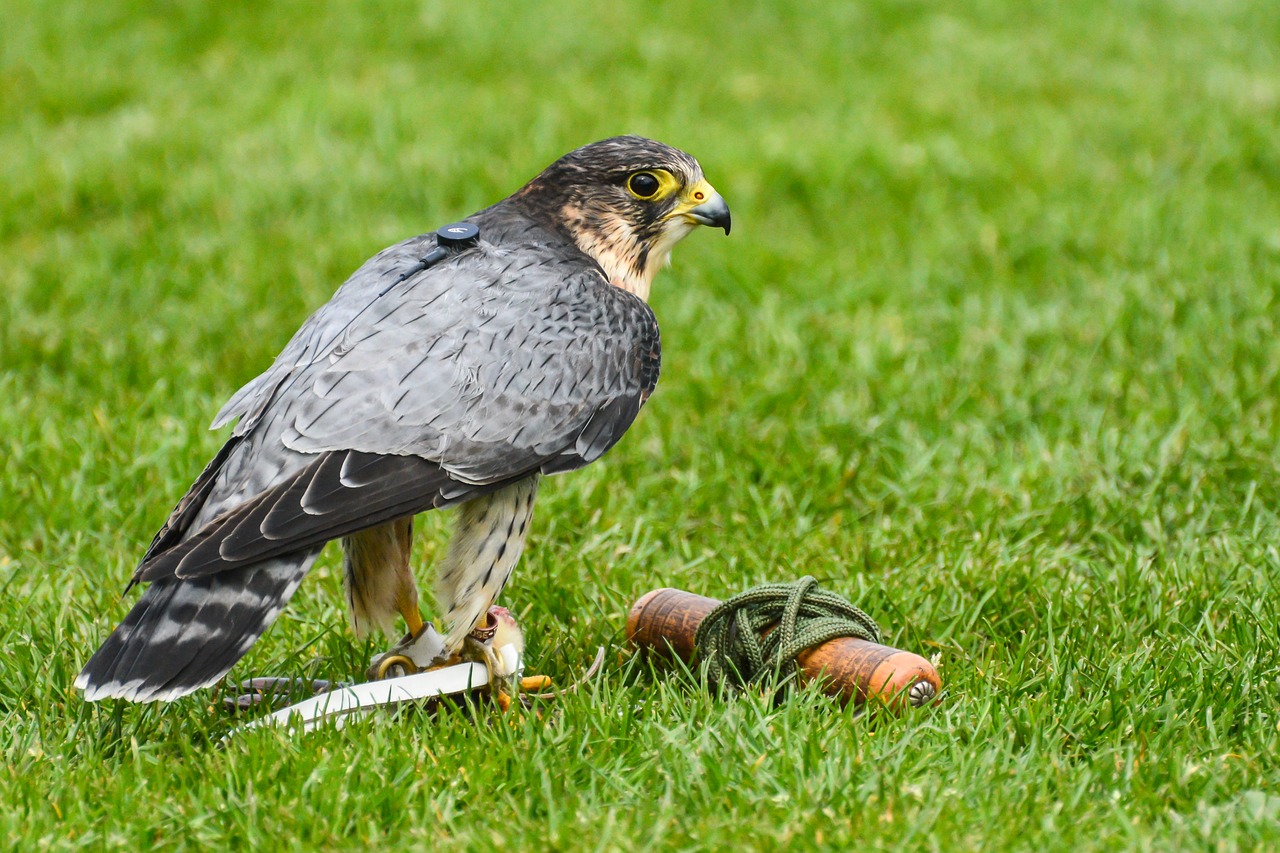 Image - bird of prey falcon peregrine bird