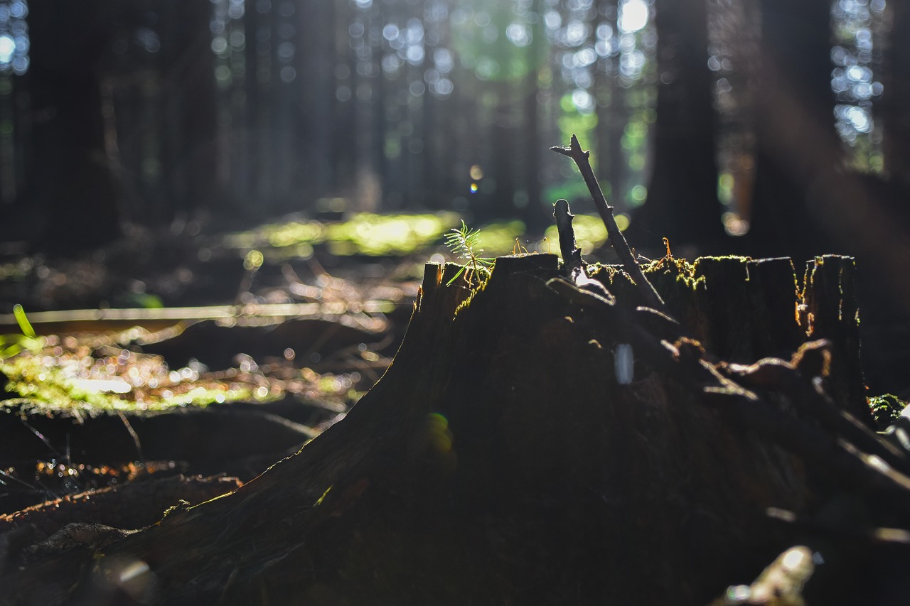 Image - forest stump wood trees nature