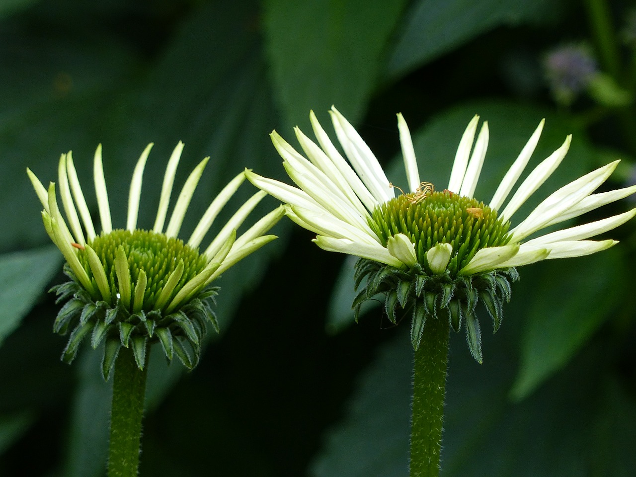 Image - flowers greenery summer park