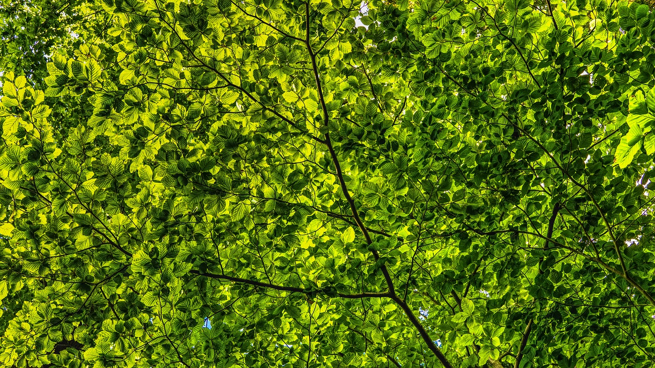 Image - canopy green leaves branches color