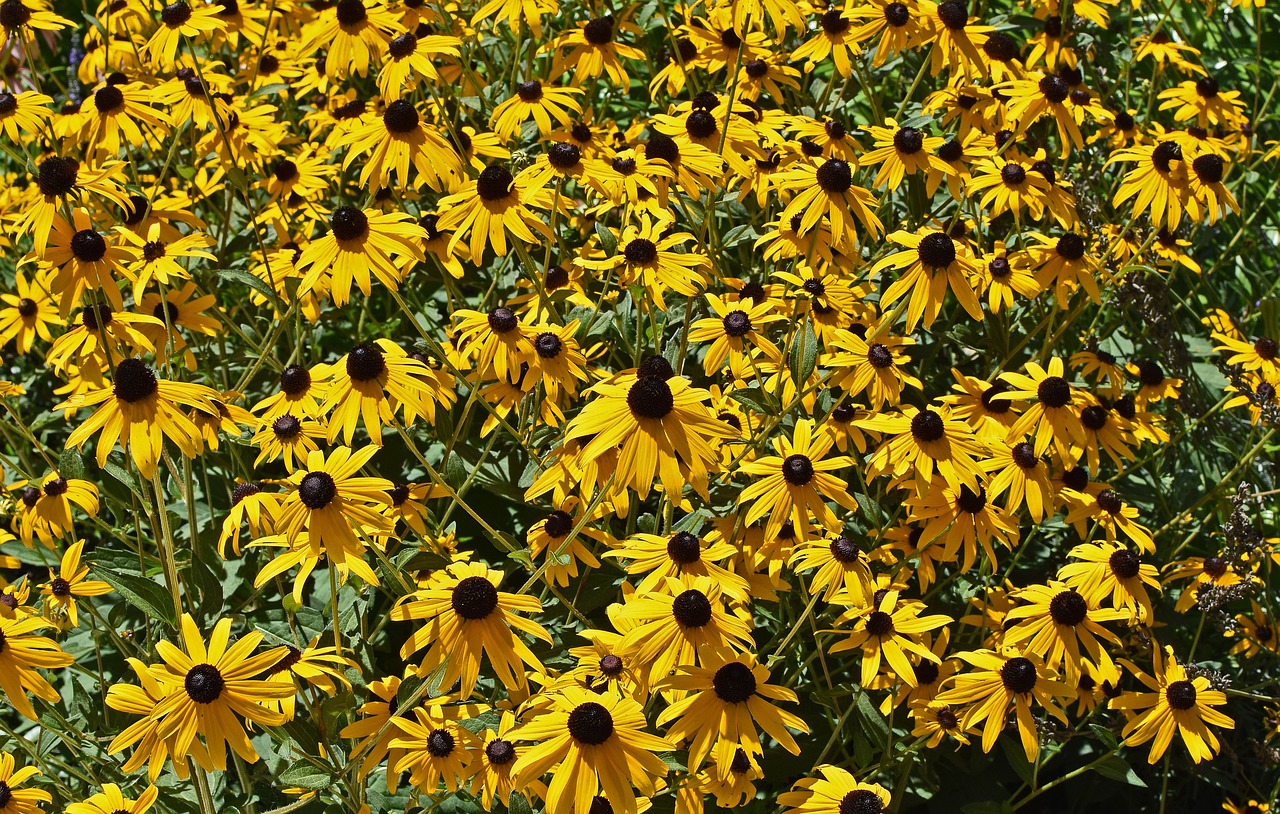 Image - black eyed susan flower blossom