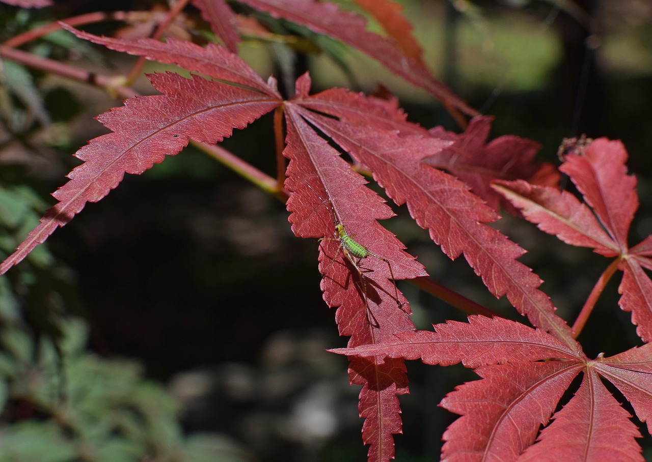 Image - nymph grasshopper on japanese maple