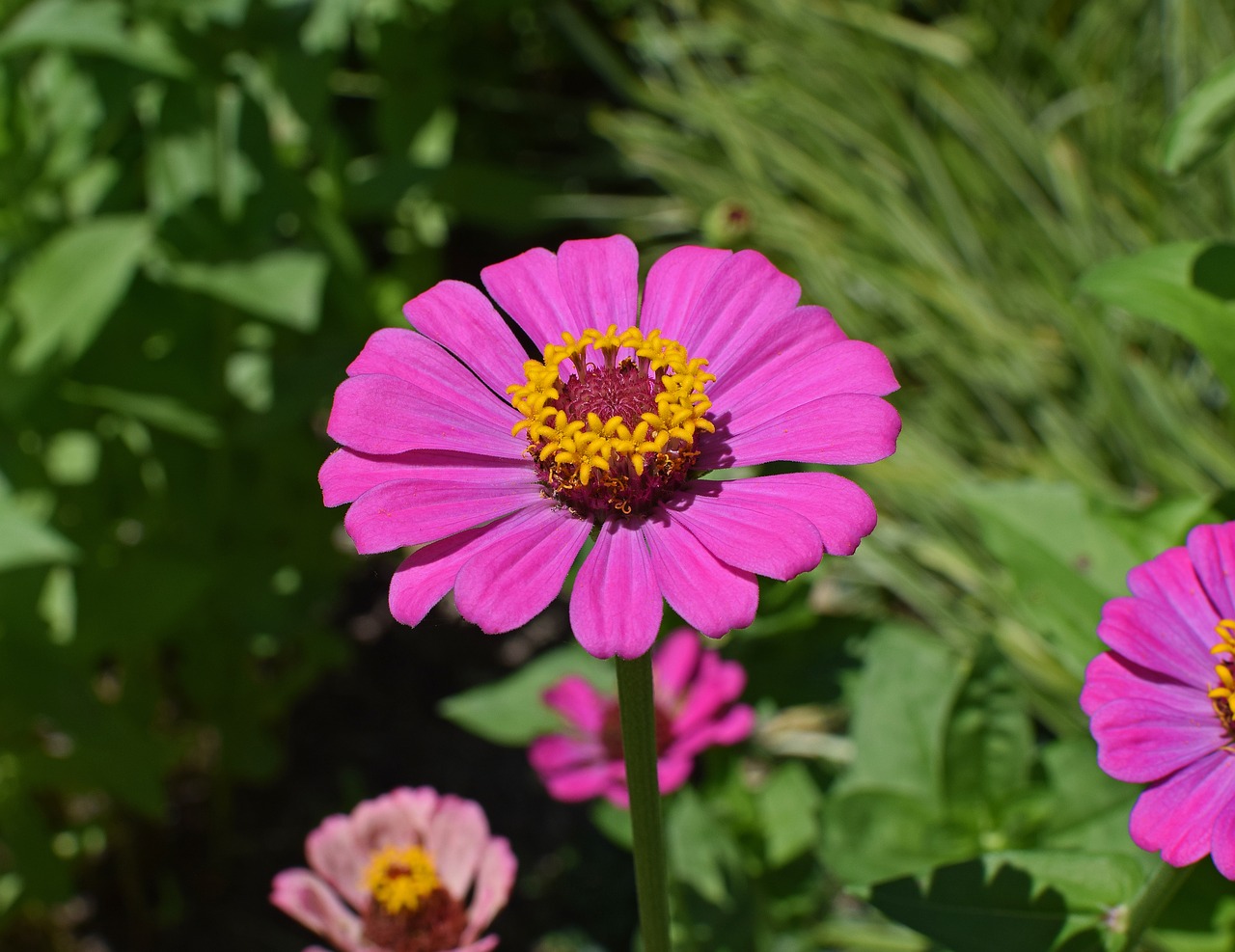 Image - hot pink zinnia flower blossom