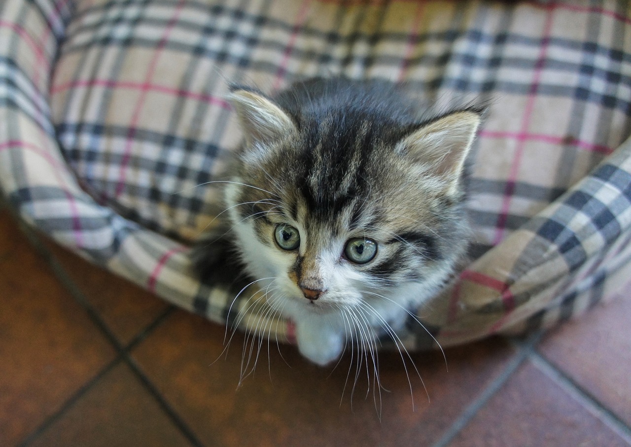 Image - cat kitten basket cats animal