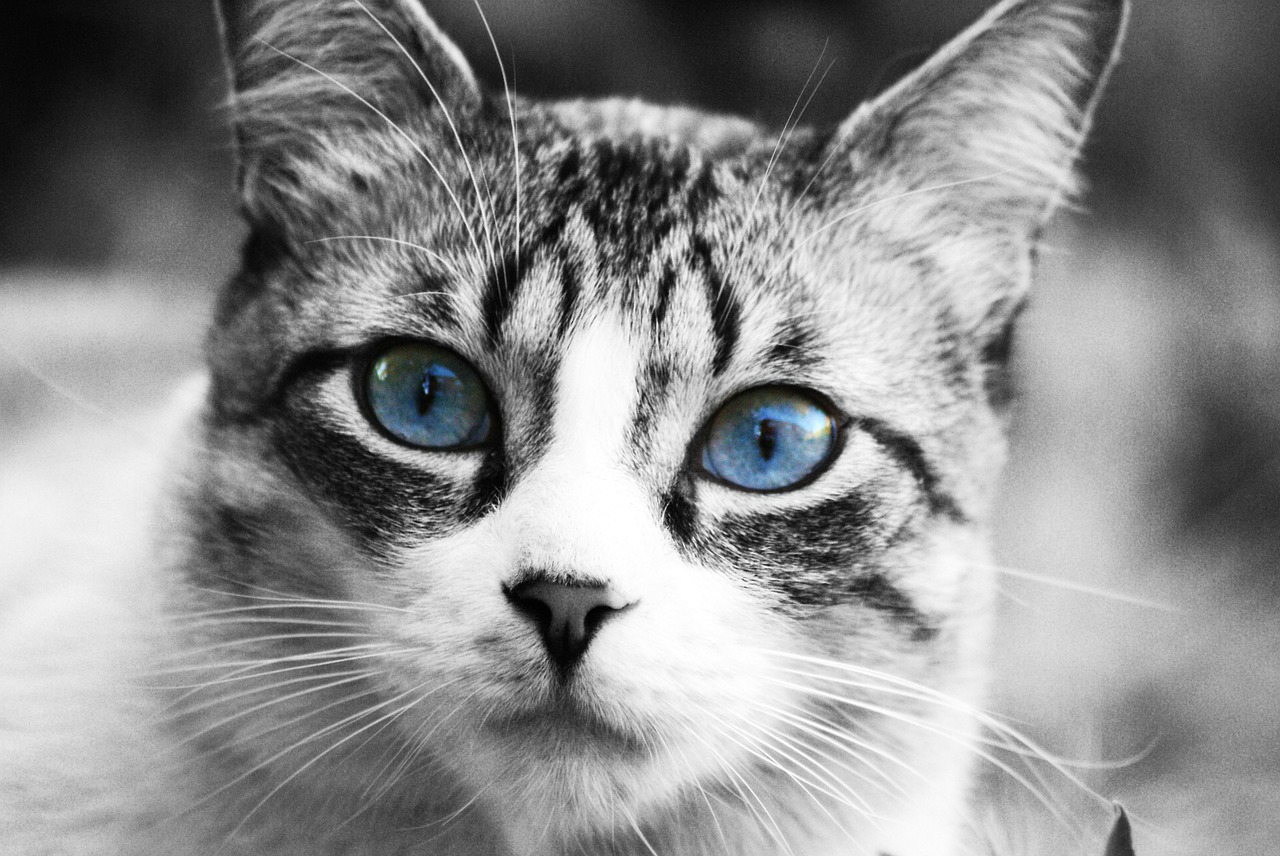 Image - cat animals pet cat face cat nose