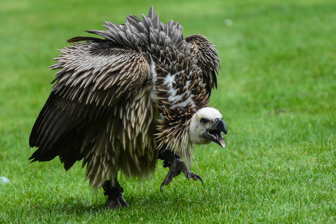 Image - vulture bird of prey bird nature