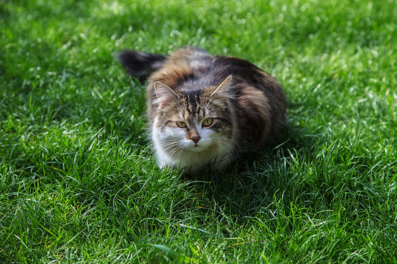 Image - cat cats pet animal animals cute