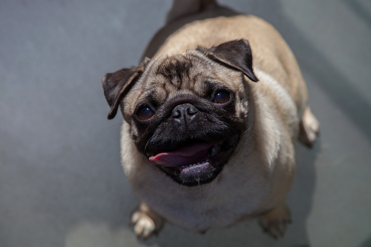 Image - pug animal dog cute doggy pet