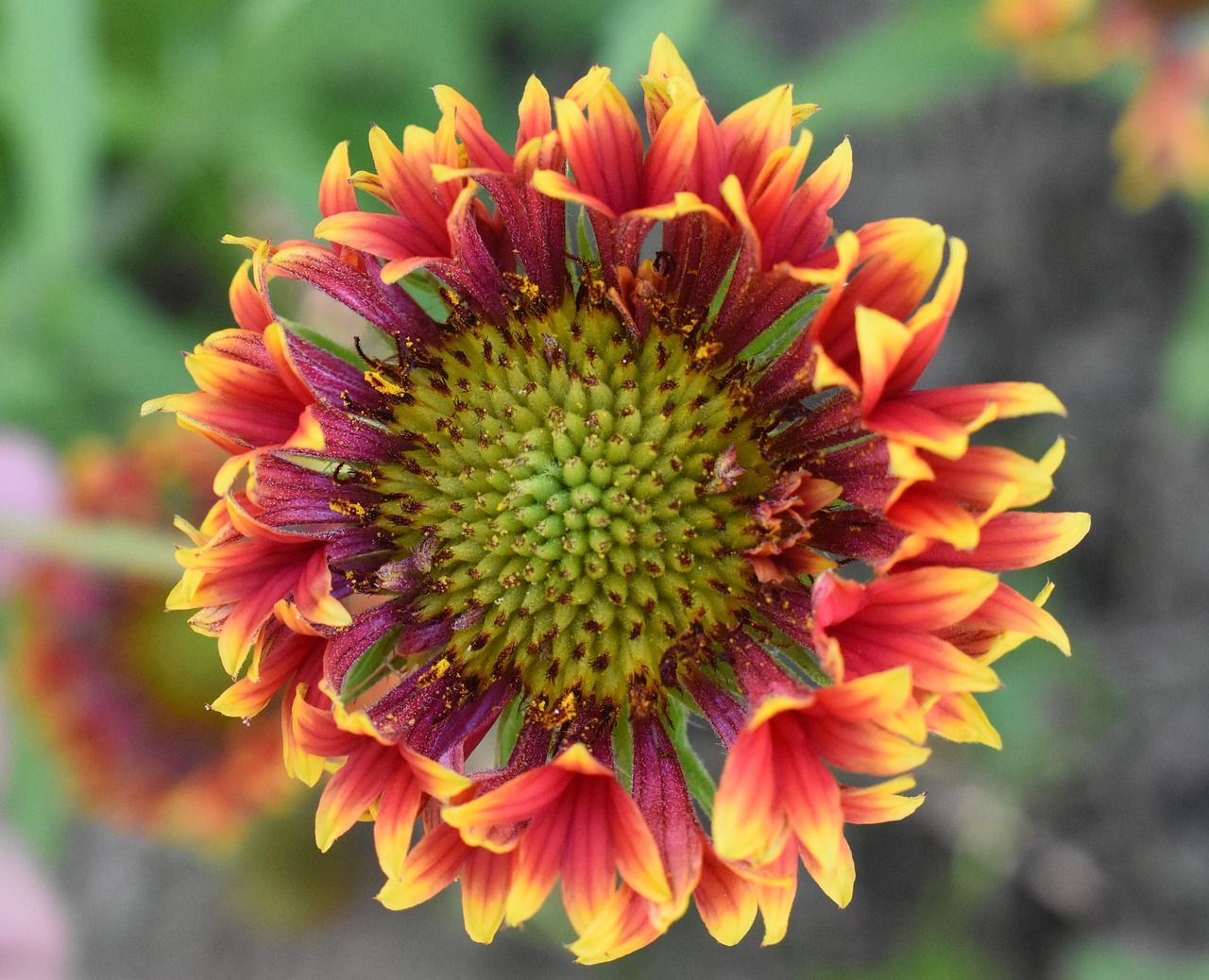 Image - gaillardia flower