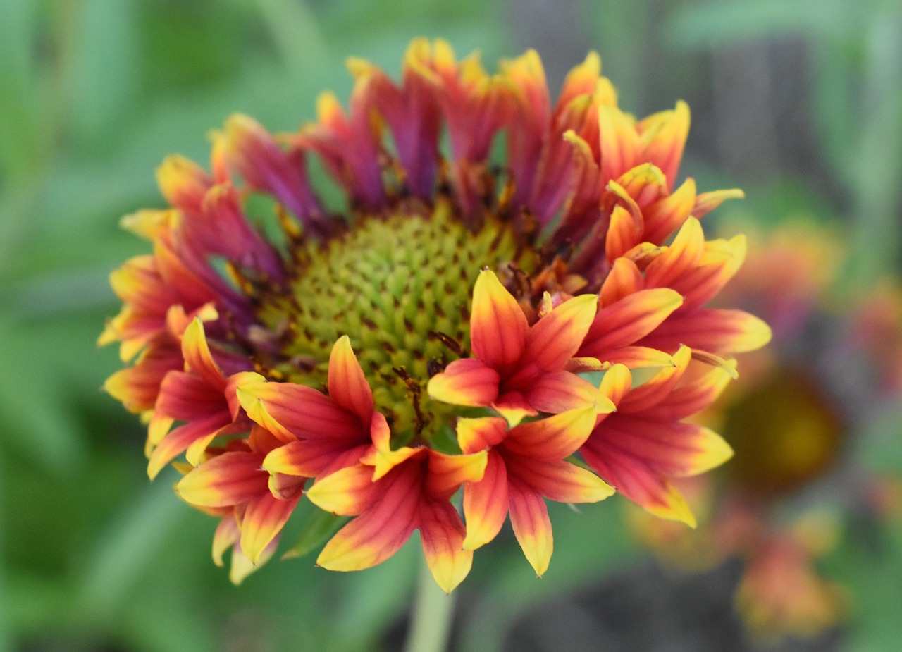 Image - gaillardia flower