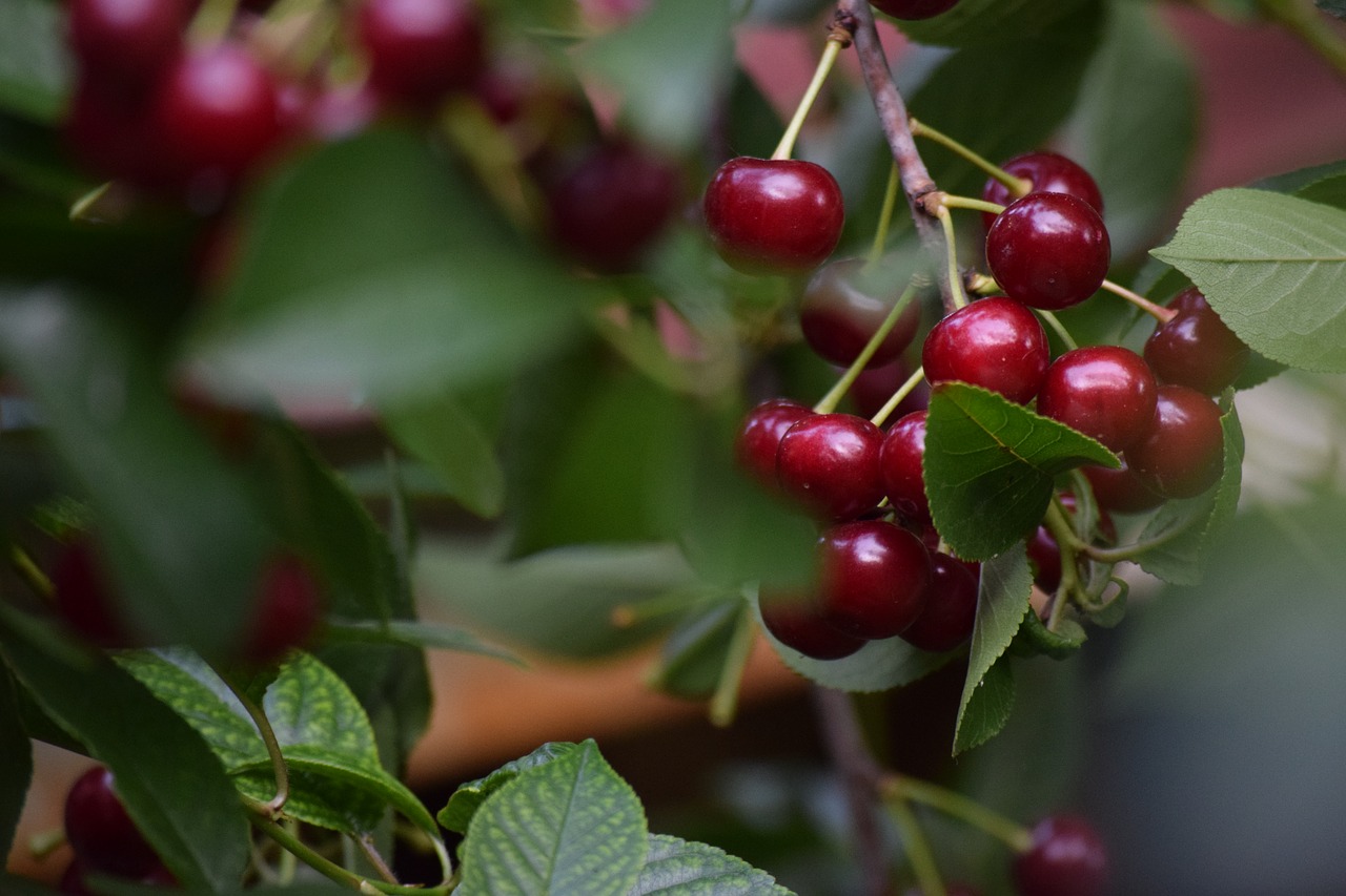 Image - sour cherry food vegetable cherry