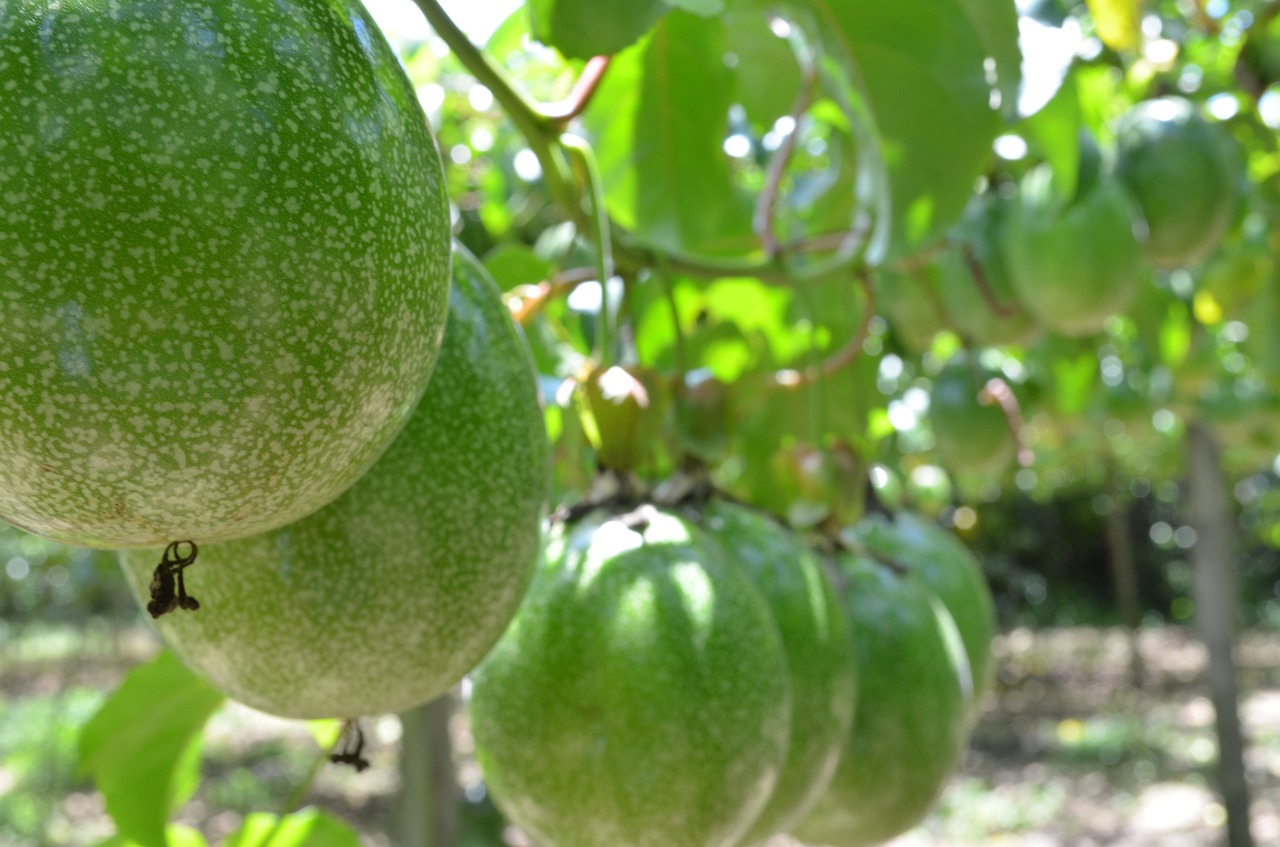 Image - passion fruit crop agronomy