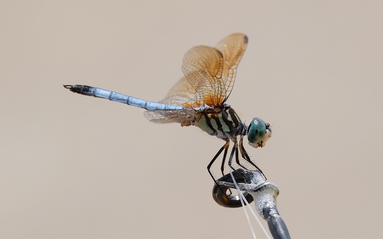 Image - dragon fly insect macro bug flying