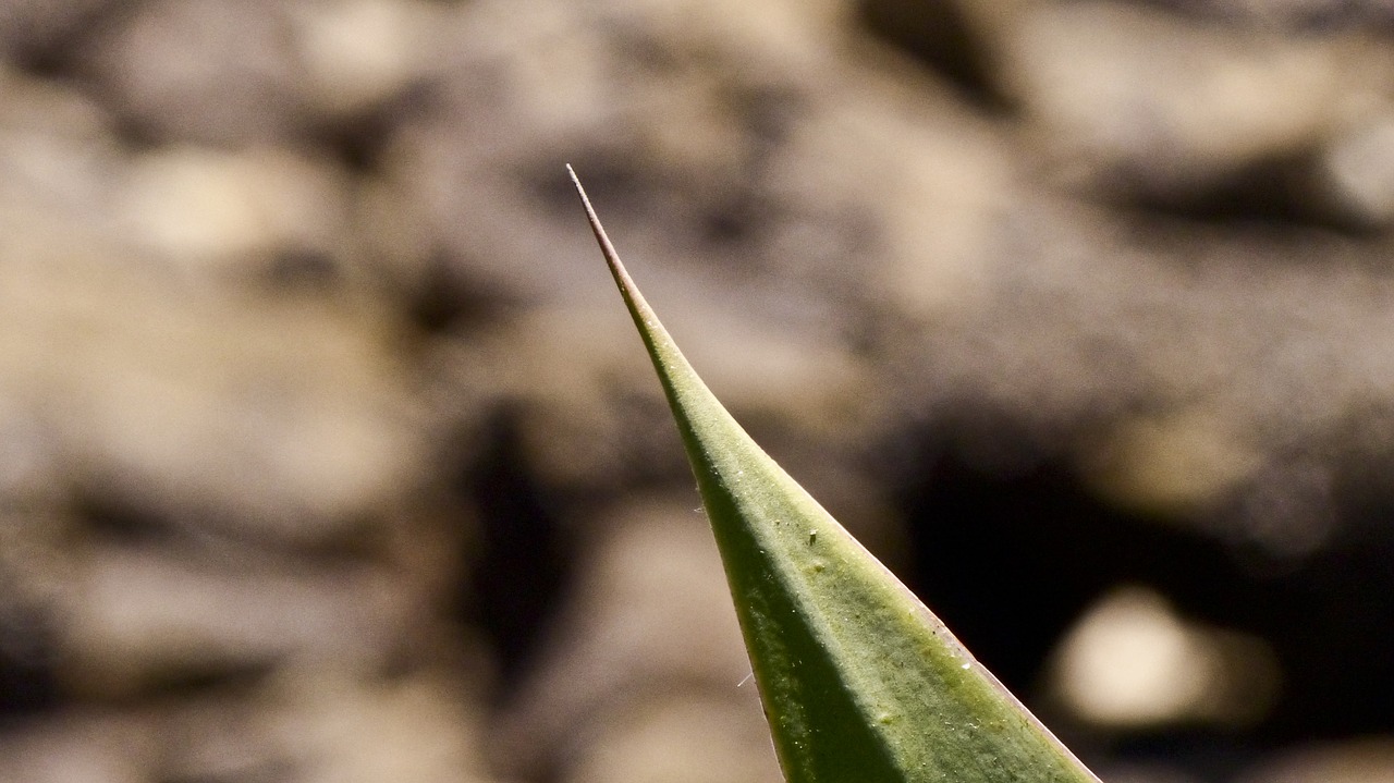 Image - desert succulent point if a cactus