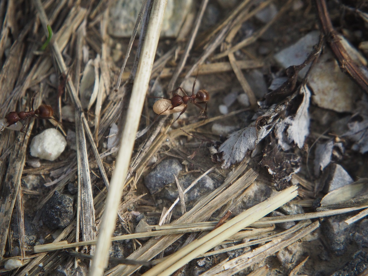 Image - ants transport hiking