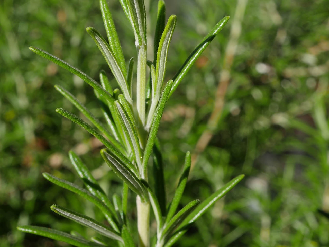 Image - rosemary bush herbs kitchen herb