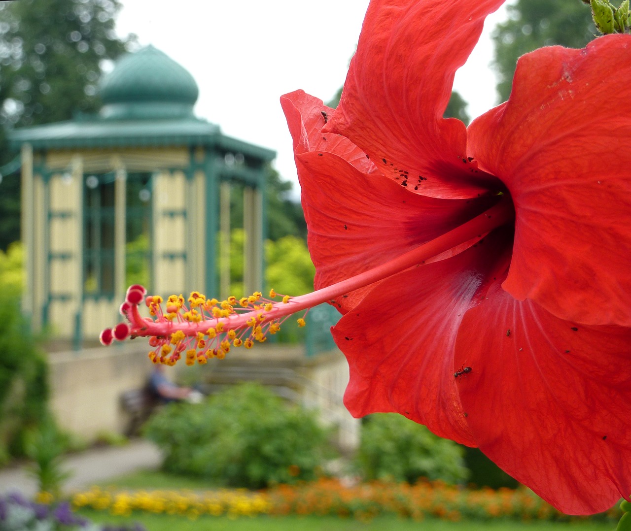 Image - hibiscus marshmallow mallow