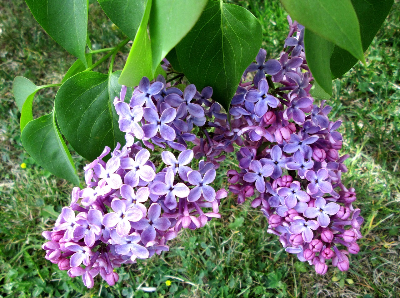 Image - syren purple beautiful flower