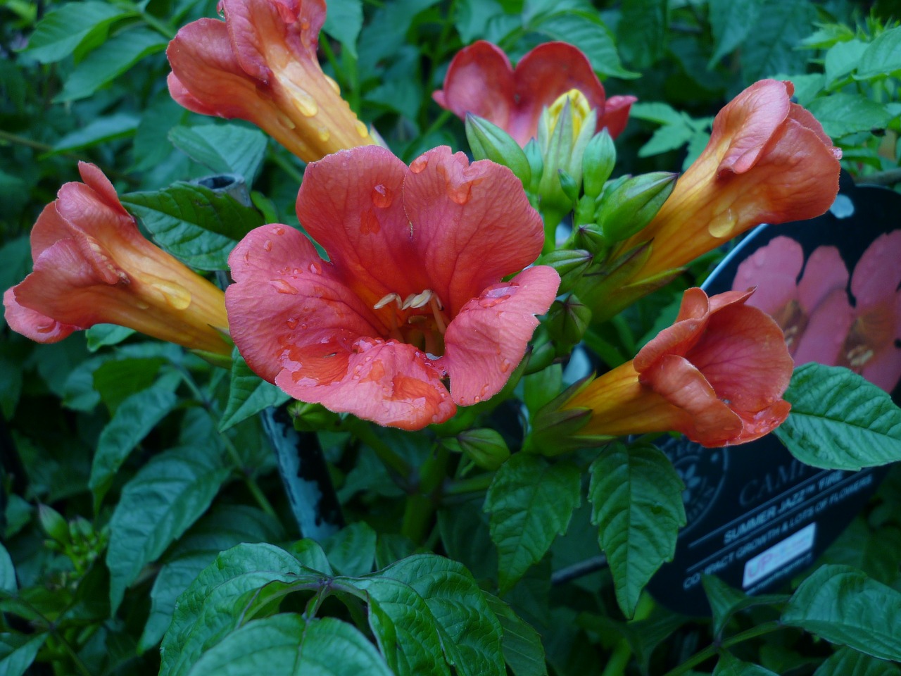 Image - flower nature funnel flowering