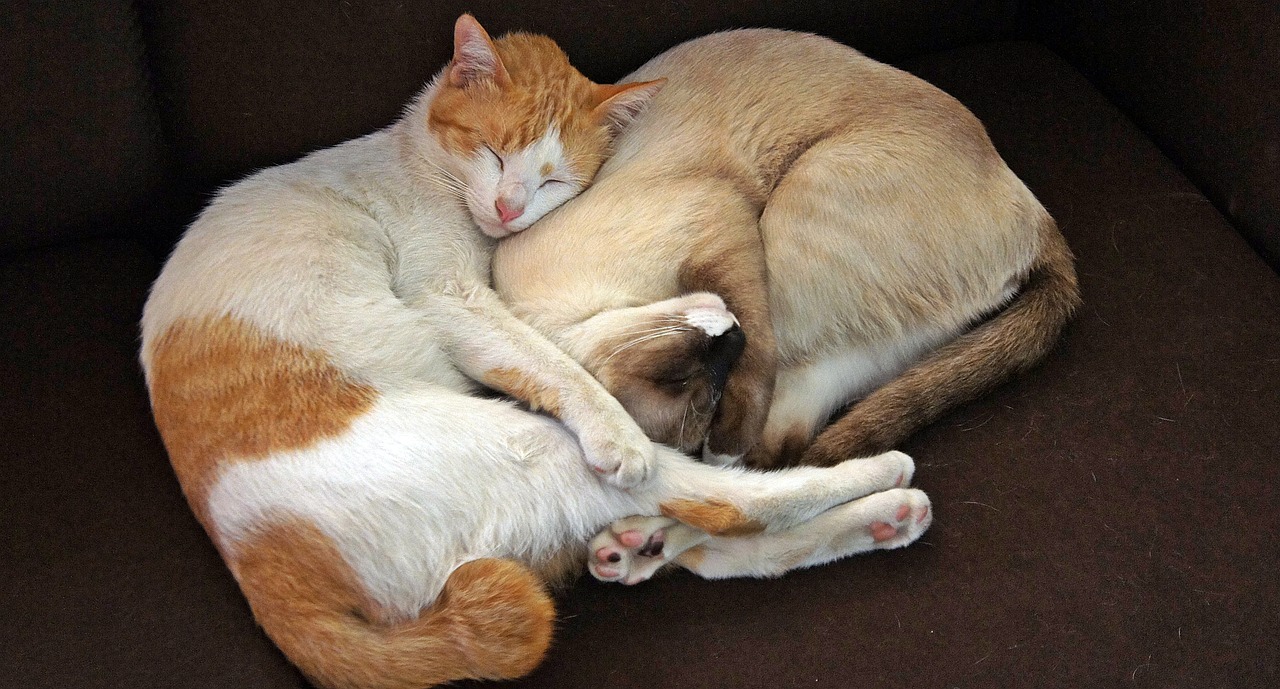 Image - cat sleeping together company pet