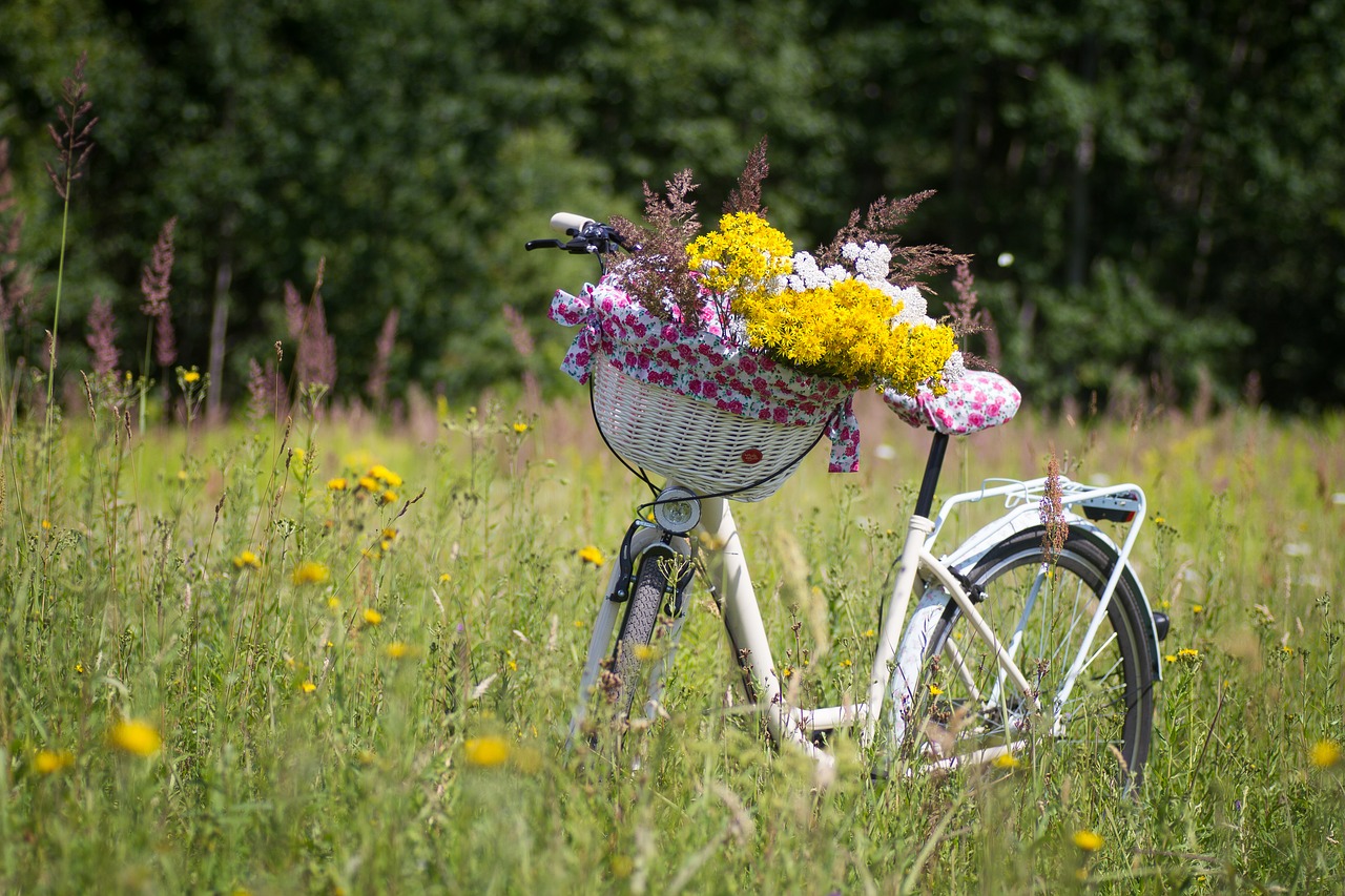 Image - bicycle summer basket cycle ride