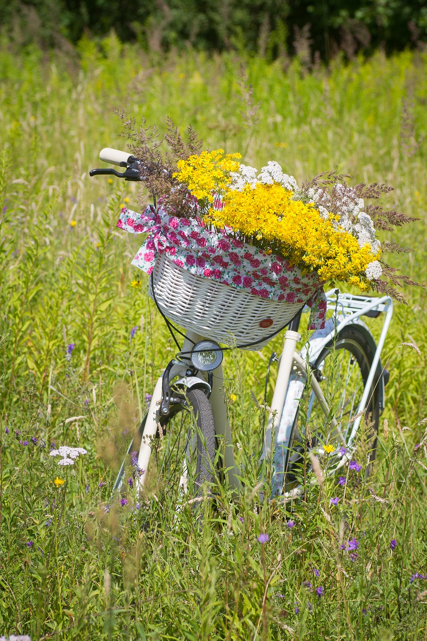 Image - bicycle summer basket cycle ride