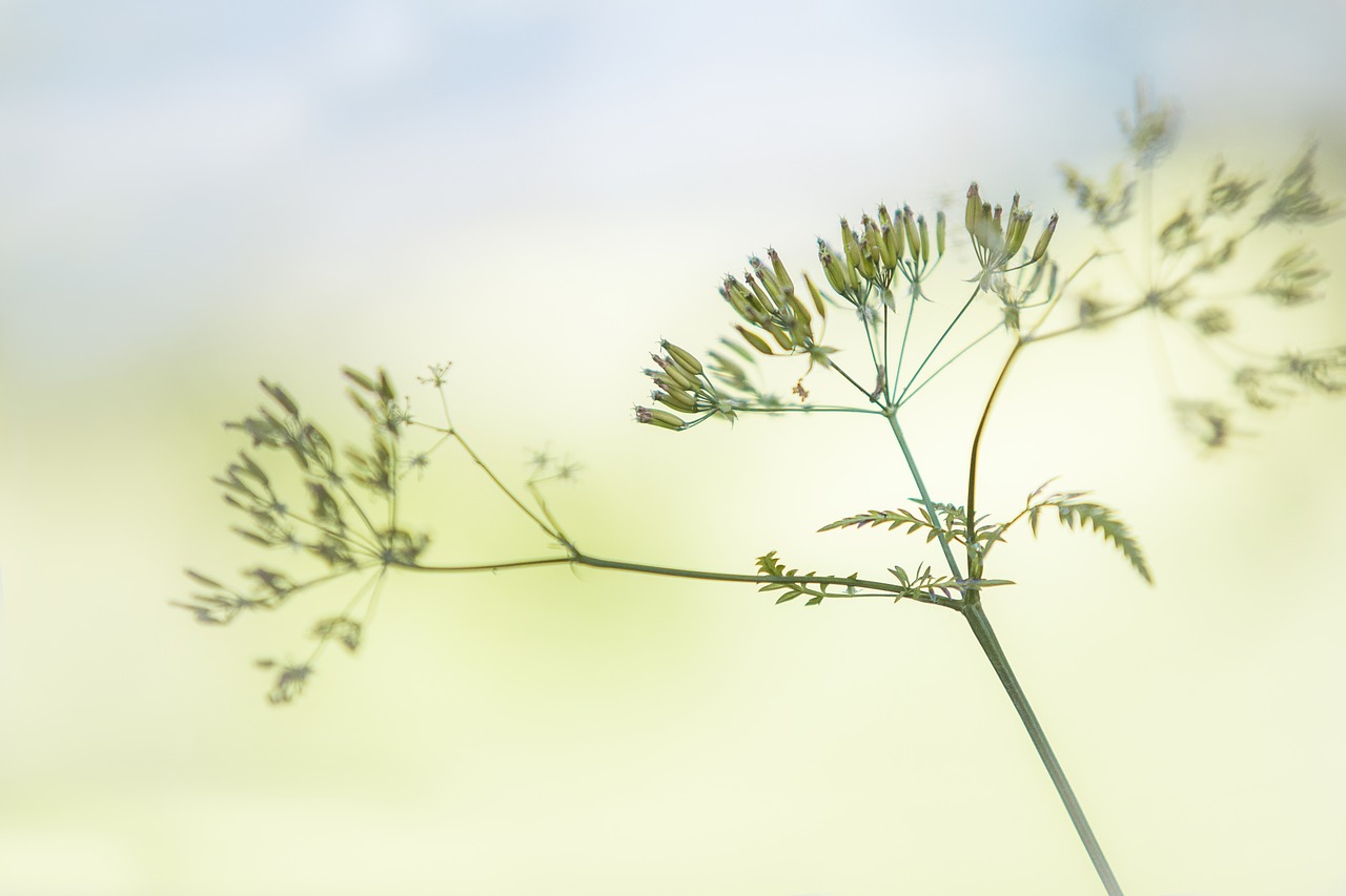 Image - spring plant nature blue green