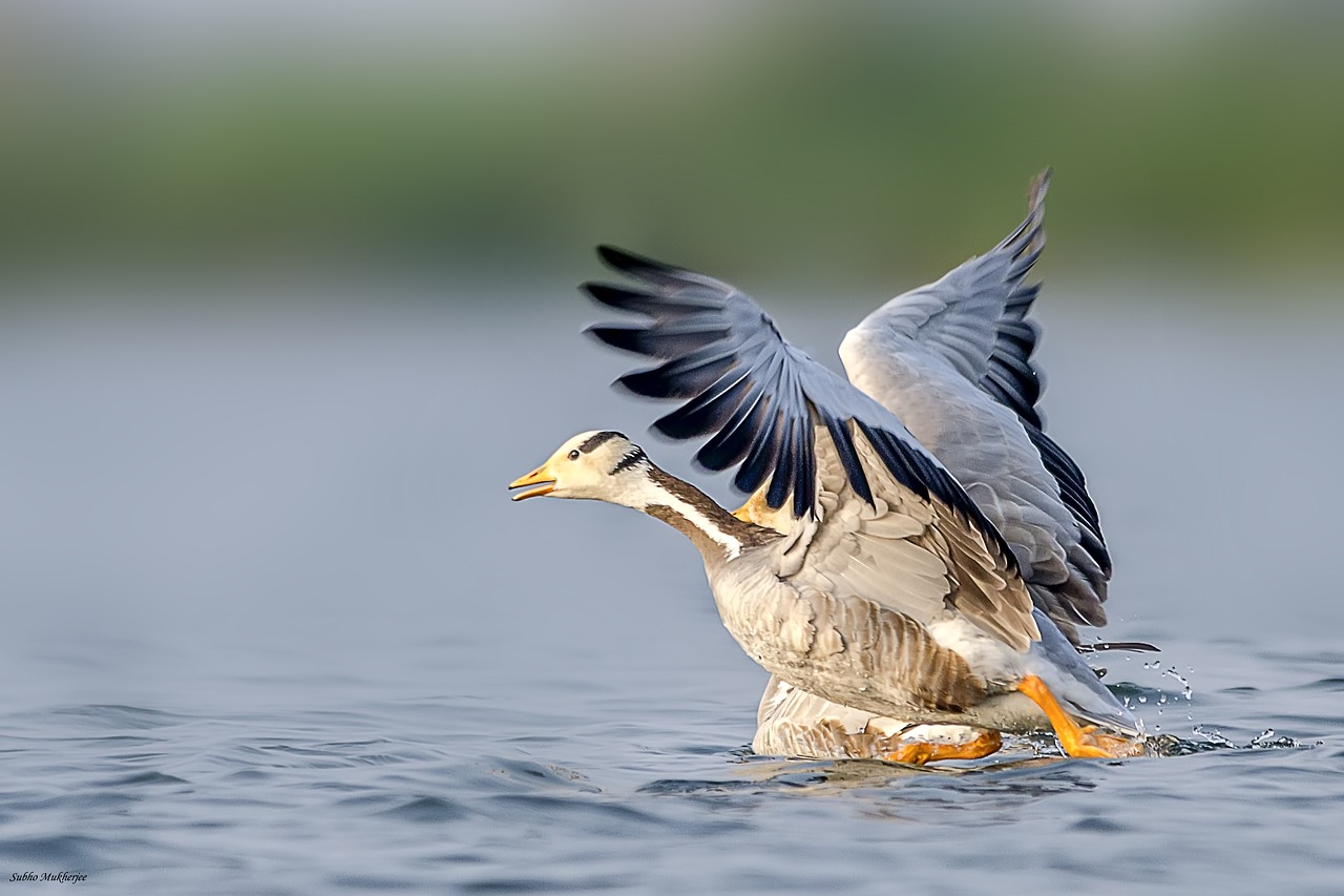 Image - wildlife bar headed goose