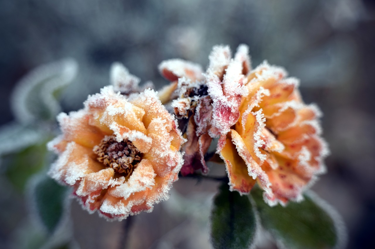 Image - winter frost rose frozen cold