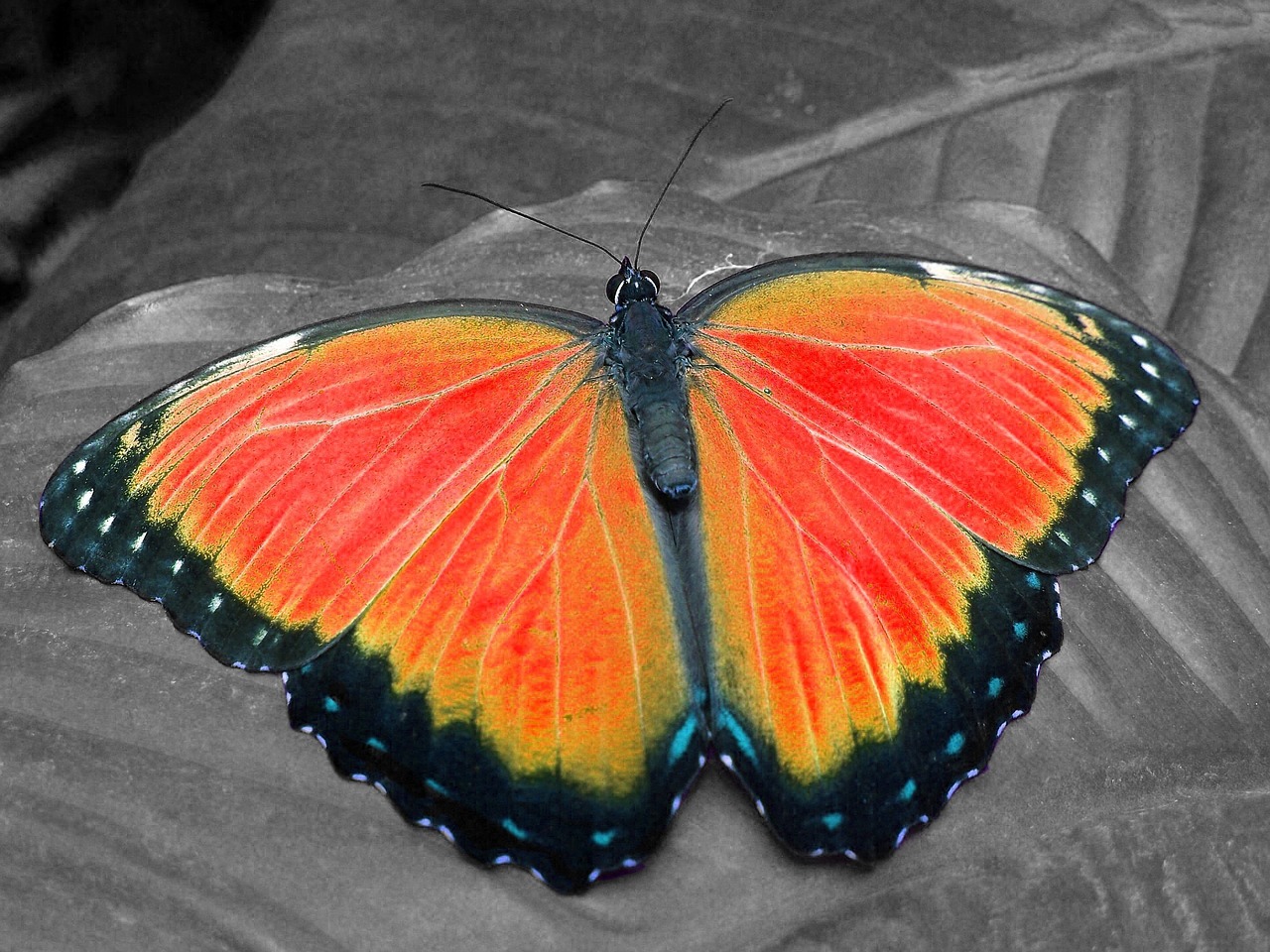 Image - butterfly color key