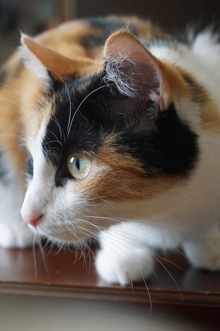Image - cat lucky cat pet mieze animal