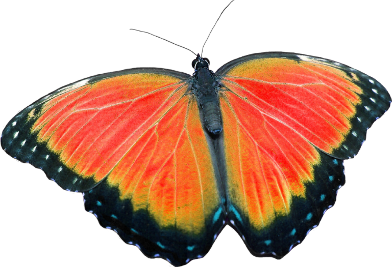 Image - butterfly without background