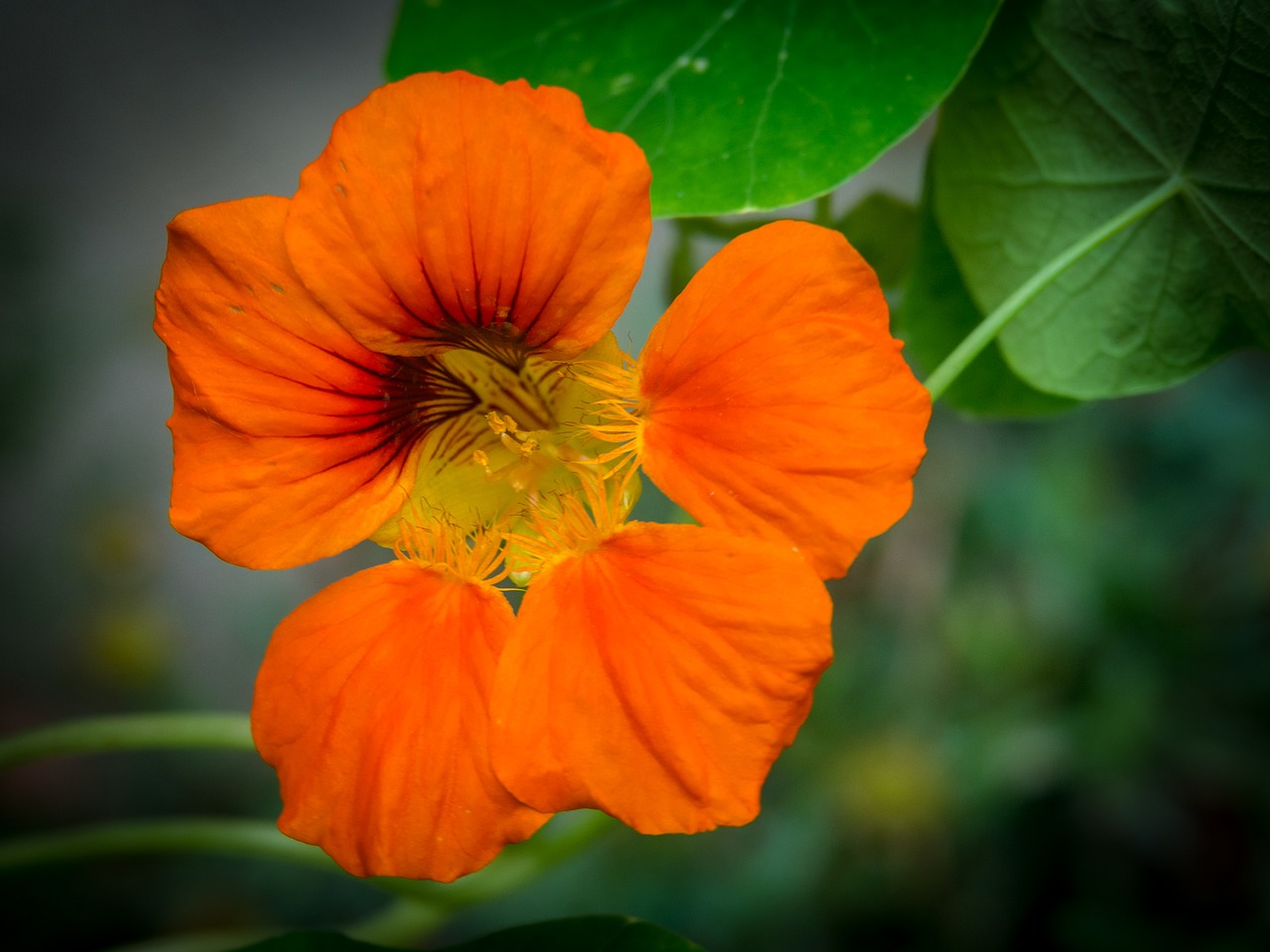 Image - flower blossom bloom orange summer
