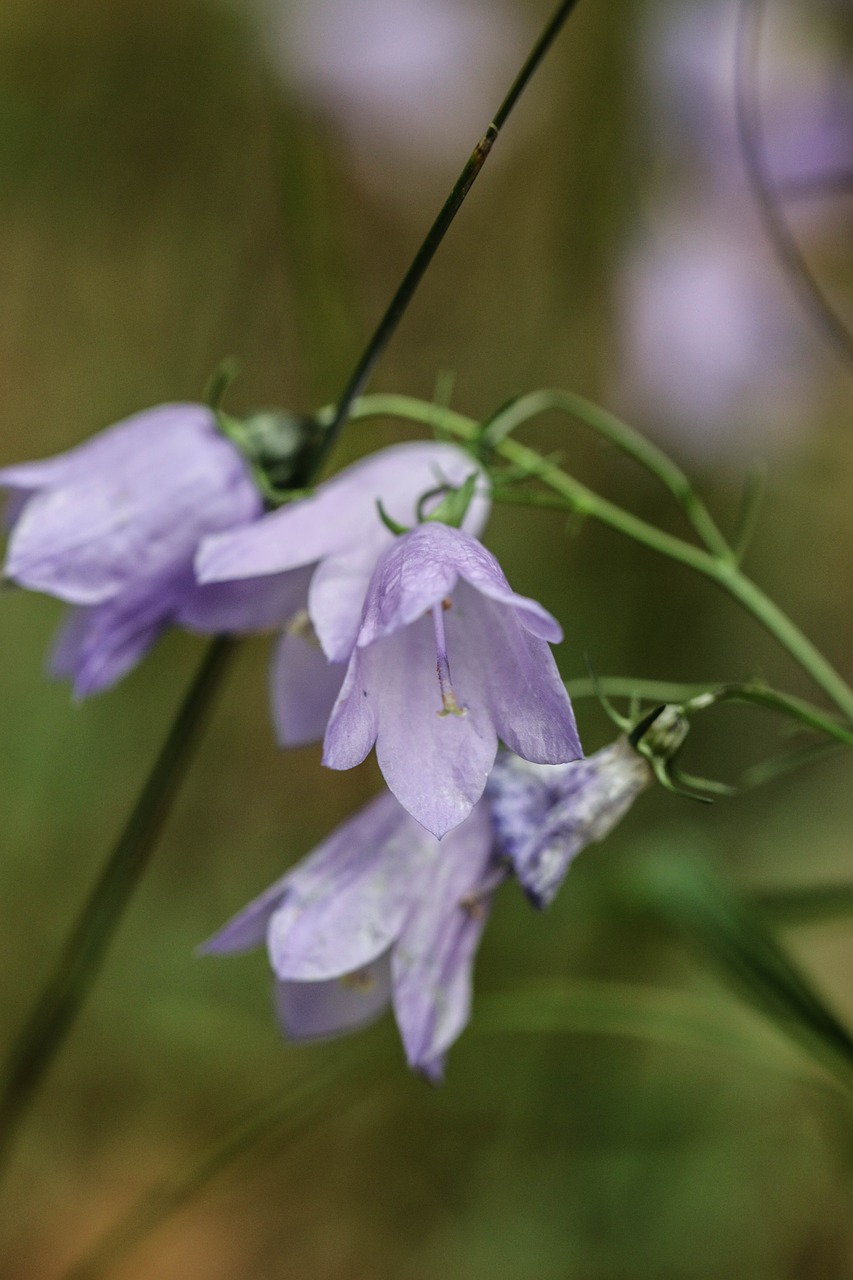 Image - bluebell wild flower flower