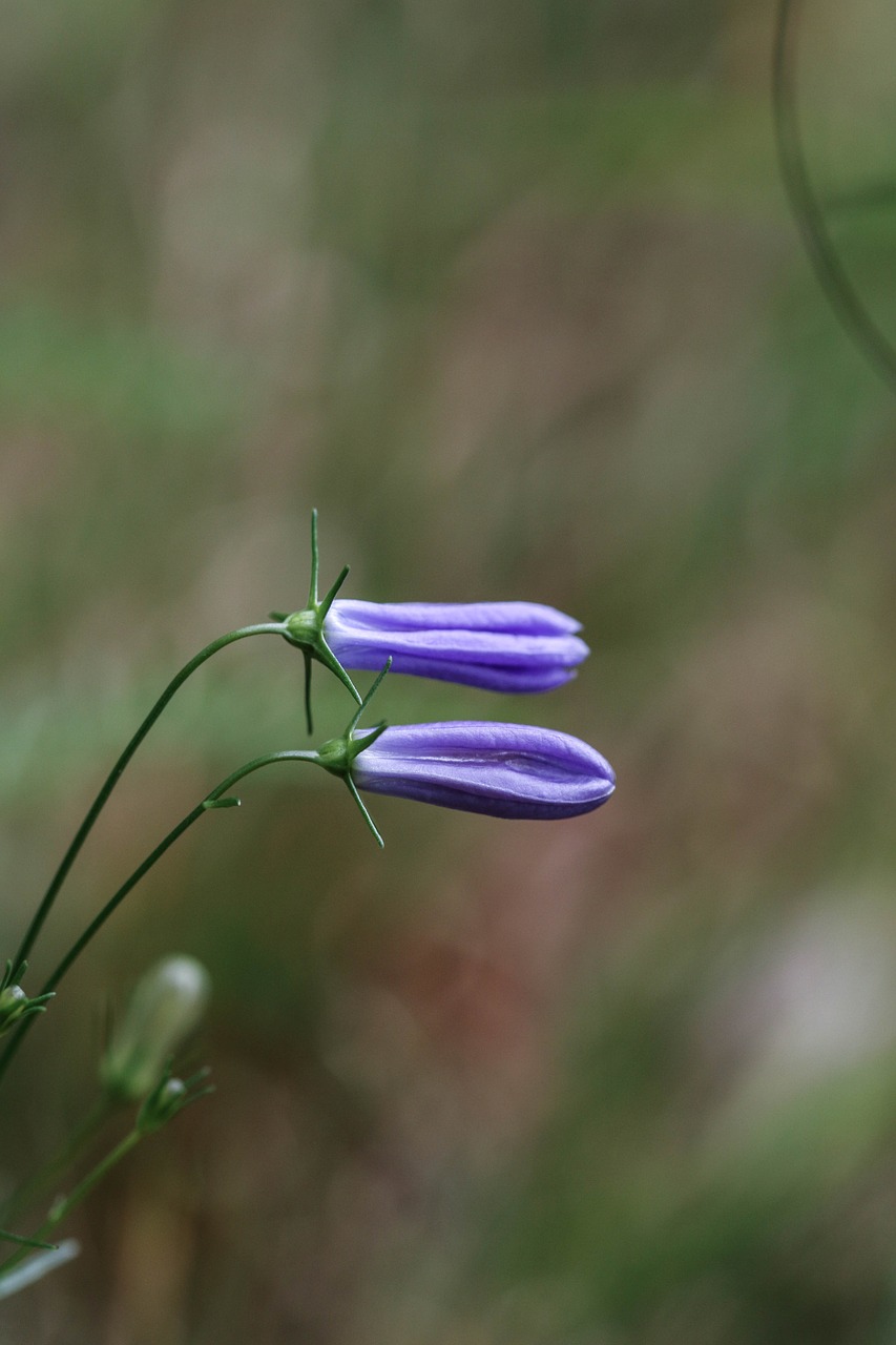 Image - bluebell wild flower flower