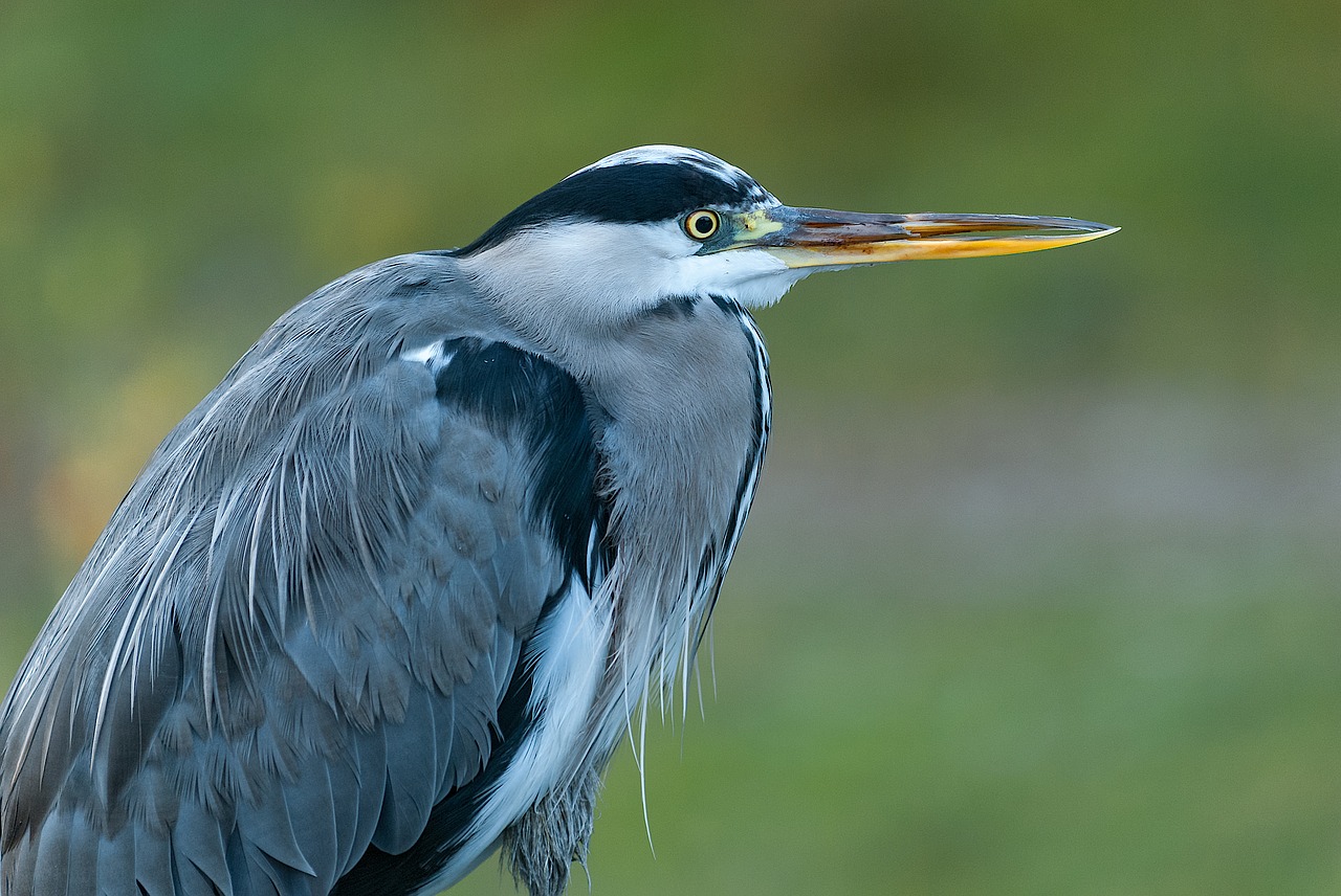 Image - heron bird grey heron animal bill