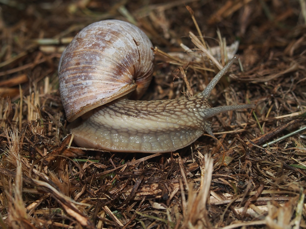 Image - snail vinbergssnigel slug closeup