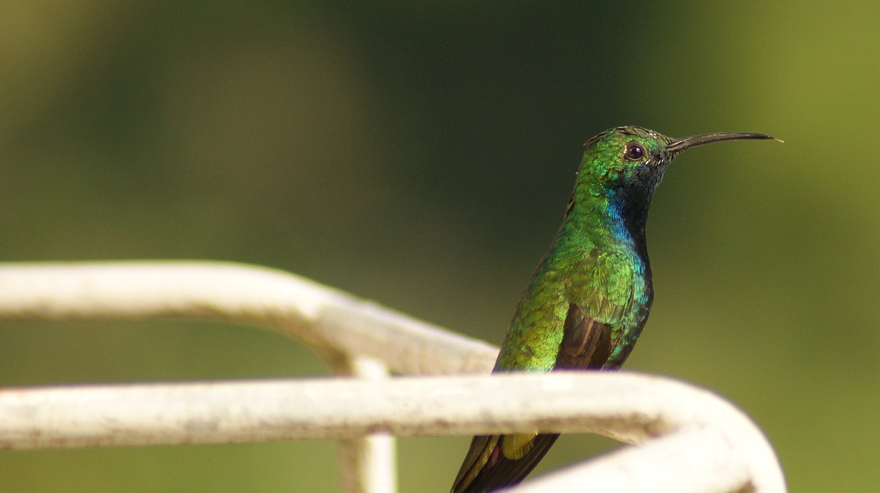 Image - nature birds colobri tominejo