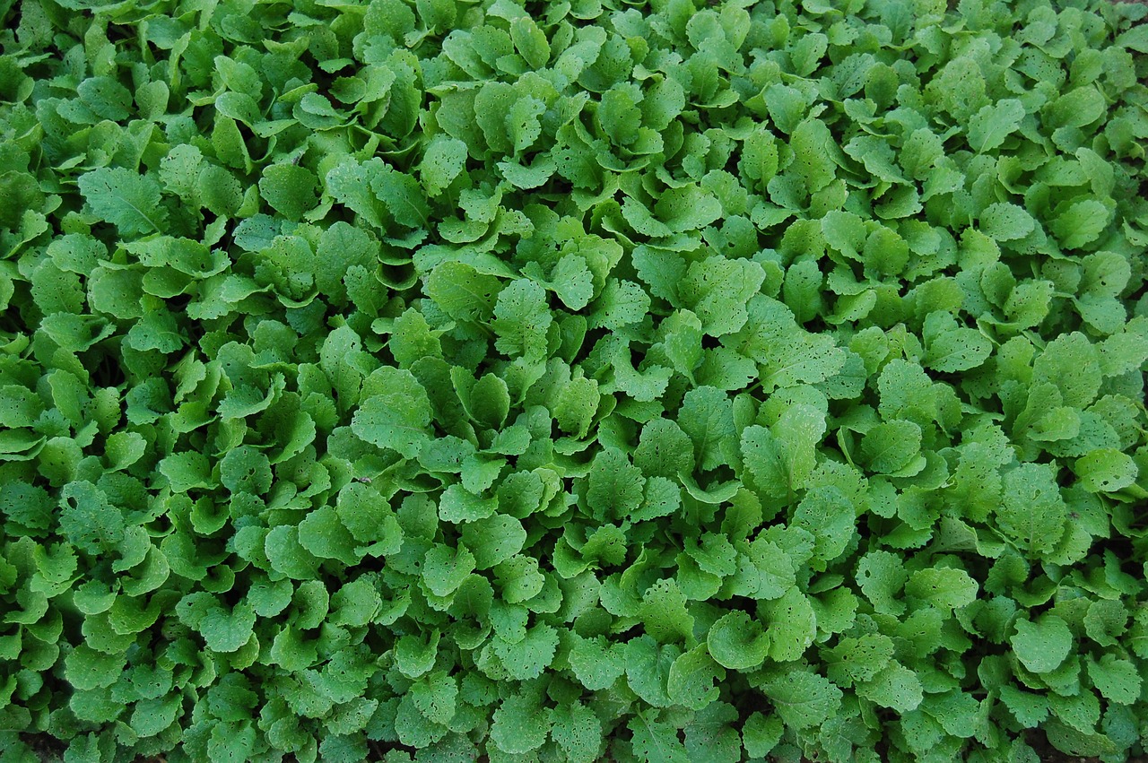 Image - turnip greens vegetables food