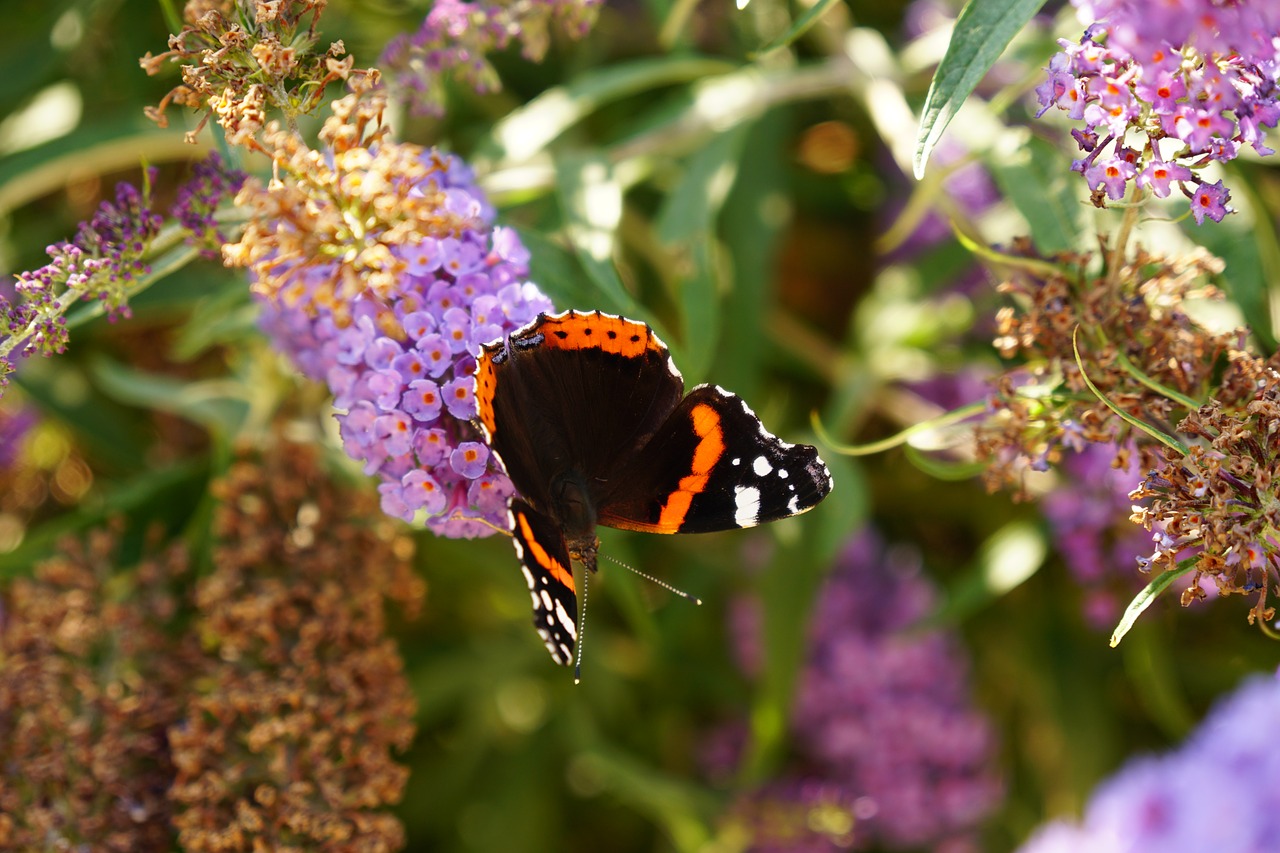 Image - admiral butterfly lilac insect