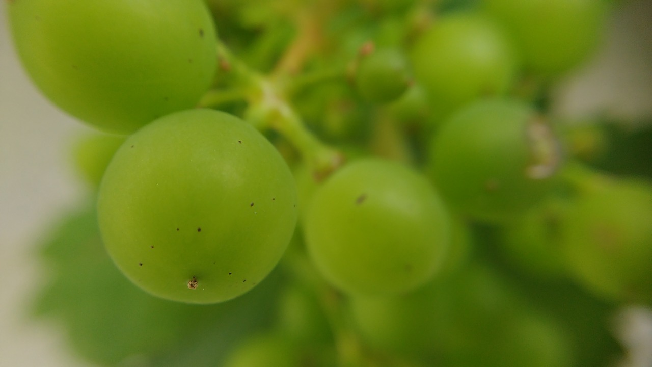 Image - grape macro green fruit food